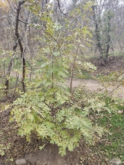 Fraxinus ornus