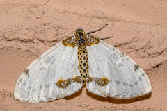 Abraxas amicula-illuminata