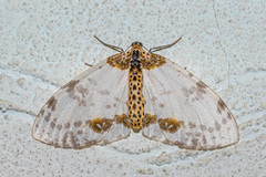 Abraxas amicula-illuminata