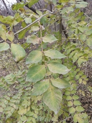 Fraxinus ornus