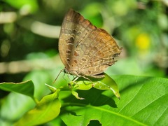 Arhopala centaurus