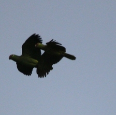 Amazona autumnalis