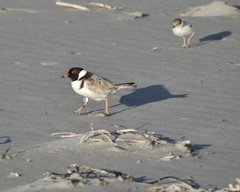 Thinornis cucullatus