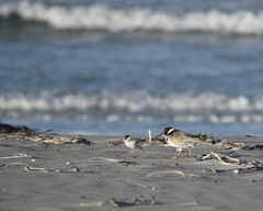 Thinornis cucullatus