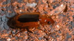 Lebiinae