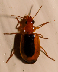 Lebiinae