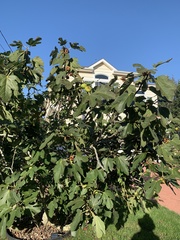 Ficus carica