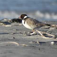 Thinornis cucullatus