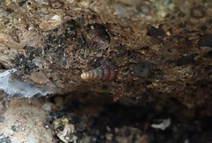 Alinda biplicata