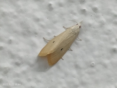 Scirpophaga incertulas