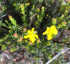 Hibbertia devitata