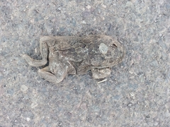Sclerophrys mauritanica