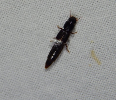 Staphylinidae