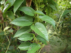 Dioscorea abyssinica