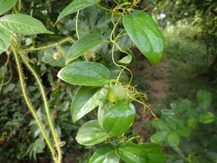 Dioscorea abyssinica
