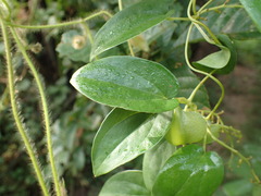 Dioscorea abyssinica