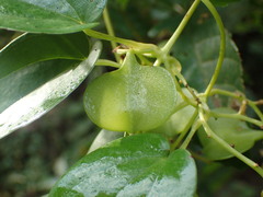 Dioscorea abyssinica