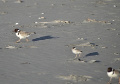 Thinornis cucullatus