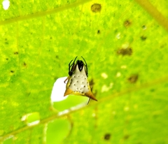 Micrathena bicolor