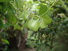 Dioscorea abyssinica