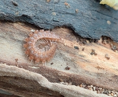 Polydesmus complanatus