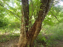 Zanthoxylum zanthoxyloides