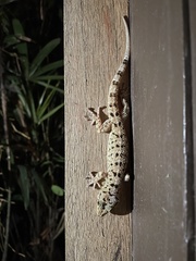 Gekko monarchus
