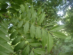 Zanthoxylum zanthoxyloides