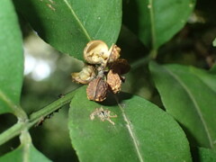 Zanthoxylum zanthoxyloides