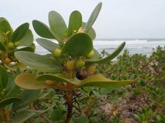 Scaevola plumieri
