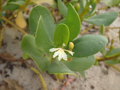 Scaevola plumieri