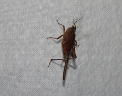 Tetriginae
