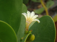 Scaevola plumieri