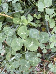 Trifolium repens