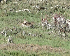 Gallinago hardwickii
