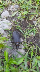 Acanthinodera cumingii