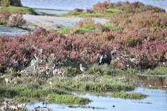 Gallinago hardwickii