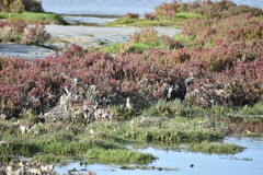 Gallinago hardwickii