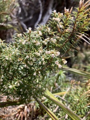 Leptecophylla pogonocalyx pogonocalyx
