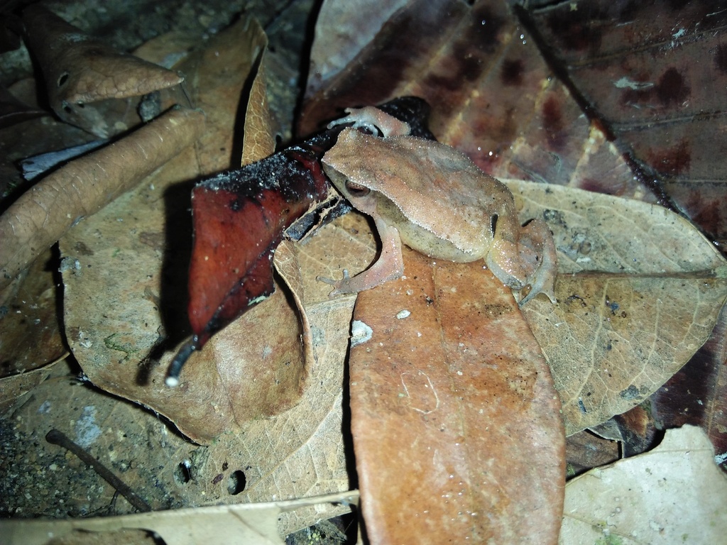Katak-Lengket Kecil