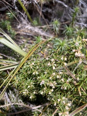 Leptecophylla pogonocalyx pogonocalyx