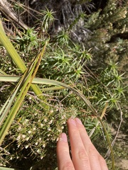 Leptecophylla pogonocalyx pogonocalyx