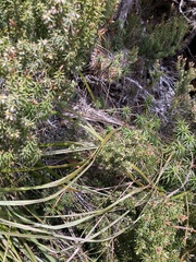 Leptecophylla pogonocalyx pogonocalyx