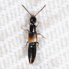 Neobisnius procerulus