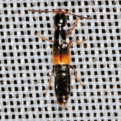 Neobisnius procerulus