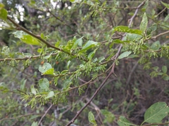Vassobia breviflora