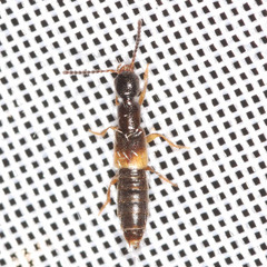 Neobisnius procerulus