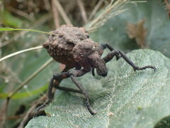 Brachycerus