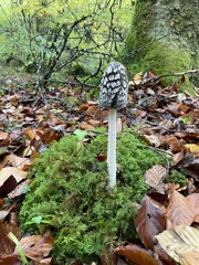 Thuidium tamariscinum