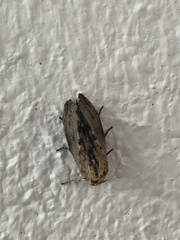Spodoptera eridania